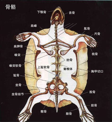 三漢字 烏龜身體部位